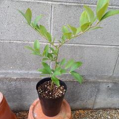 訳ありブルーベリー苗　フェスティバル