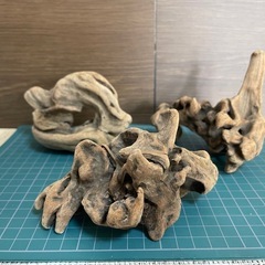 マングローブ系硬質流木3本セット メダカ 爬虫類 着生 テラリウ...