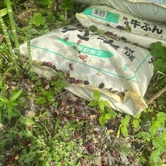 桑の実・マルベリーの画像