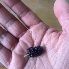 桑の実・マルベリー