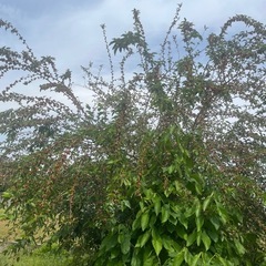 桑の実・マルベリーの画像