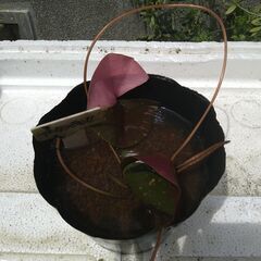 メダカ　ビオトープ　スイレンの画像