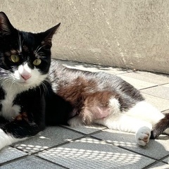 保護猫♀（１〜２歳）の里親募集