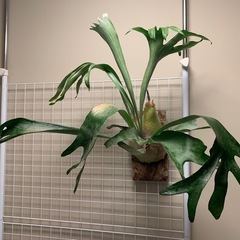 観葉植物　ビカクシダ　大型　ビフルカツム　アルシコルネ 胞子葉と...
