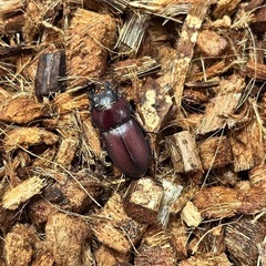 カブトムシ