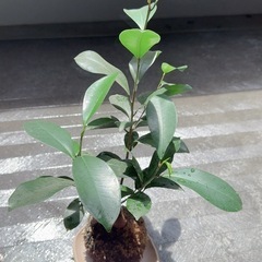 観葉植物