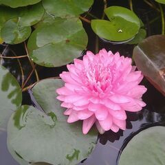 メダカ　ビオトープ　スイレンの画像