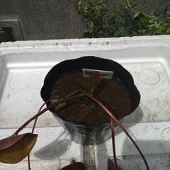 メダカ　ビオトープ　スイレンの画像