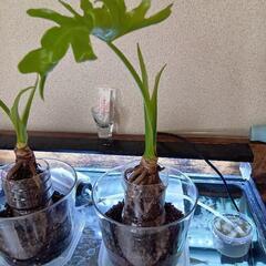 観葉植物②