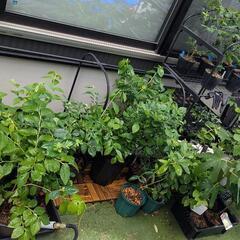 ブルーベリー 苗木 柑橘 苗木
