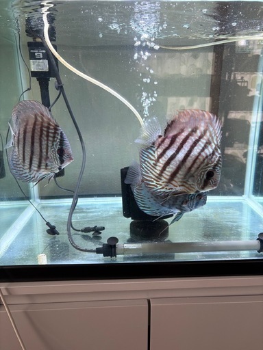 ワイルドディスカス　生体　水槽セット　熱帯魚　メダカ　グッピー　アロワナ
　