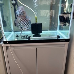 ワイルドディスカス　生体　水槽セット　熱帯魚　メダカ　グッピー　...