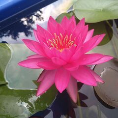 メダカ　ビオトープ　スイレンの画像