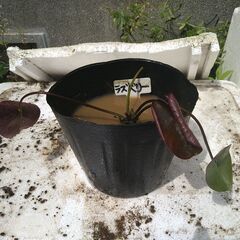 メダカ　ビオトープ　スイレンの画像