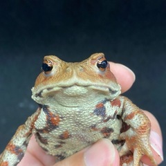 ニホンヒキガエル 1匹 その① ヒキガエル