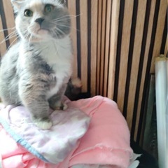マンチカン  女の子6歳