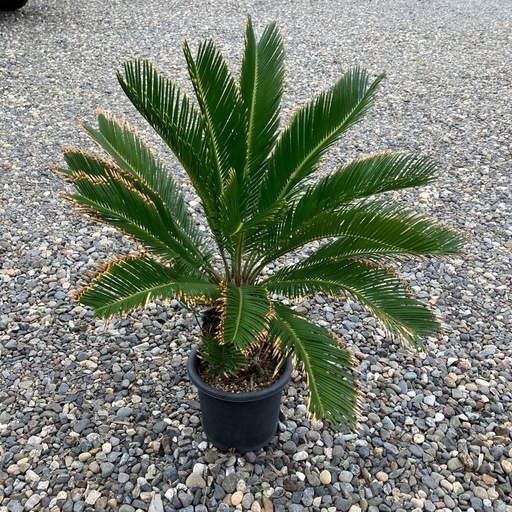 決まりました】 斑入り 蘇轍 ソテツ