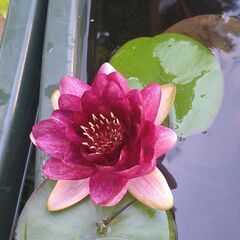 メダカ　ビオトープ　スイレンの画像