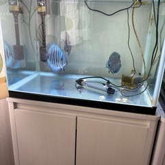 ディスカス　生体　水槽セット　グッピー　メダカ　アロワナ　熱帯魚