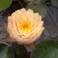 メダカ　ビオトープ　スイレンの画像