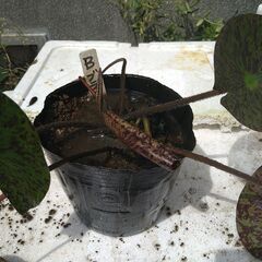 メダカ　ビオトープ　スイレンの画像