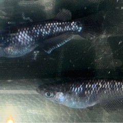 メダカの針子15匹(五式タイプrgod、アルティマニア、星河、ミ...