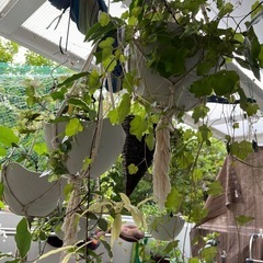園芸教えます❤️🌷🌱メンテナンスもします🌴 - 教えたい