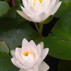 メダカ　スイレン　ビオトープの画像