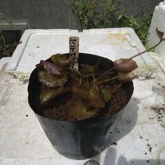 メダカ　スイレン　ビオトープの画像