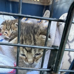子猫　
