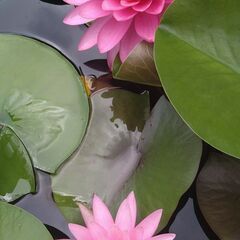 メダカ　スイレン　ビオトープの画像