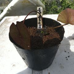 メダカ　スイレン　ビオトープの画像