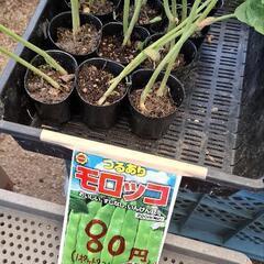 つるありモロッコ豆苗(1ポット2つ入り)
