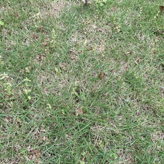 アイビー・芝生・ワイヤープランツ
の画像