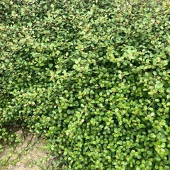 アイビー・芝生・ワイヤープランツ
の画像