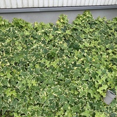 アイビー・芝生・ワイヤープランツ
