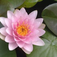 メダカ　ビオトープ　スイレンの画像