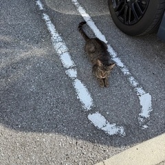近隣の野良猫ちゃん　母猫と４匹の赤ちゃん
