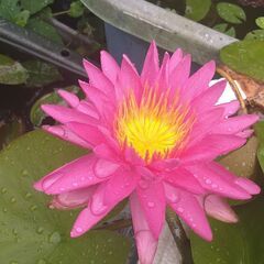 メダカ　ビオトープ　スイレンの画像