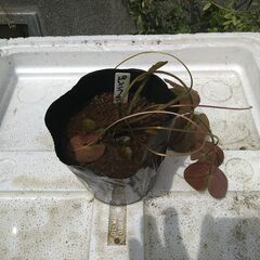 メダカ　ビオトープ　スイレンの画像