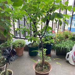 希少・キハダ鉢植え　アゲハの食草