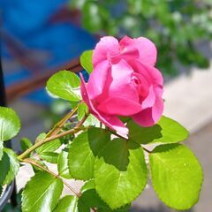 バラ　苗の画像