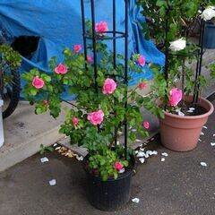 バラ　苗の画像