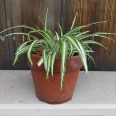 鉢植えオリヅルラン