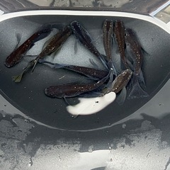 メダカ　ブラックダイヤヒレ長　卵　20個