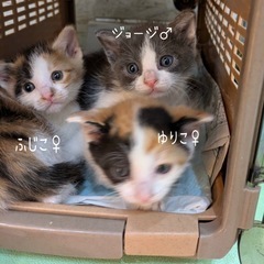 にゃんとも可愛い三毛三毛グレー