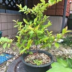 ヒサカキ  3年生　約60㎝　苗木　鉢付き