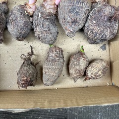 種芋　
里芋の画像