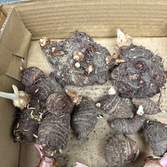 種芋　
里芋の画像