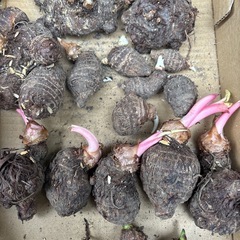 種芋　
里芋の画像